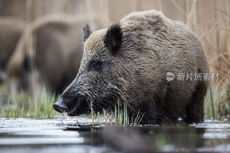 野猪(Sus scrofa)，欧亚野猪。